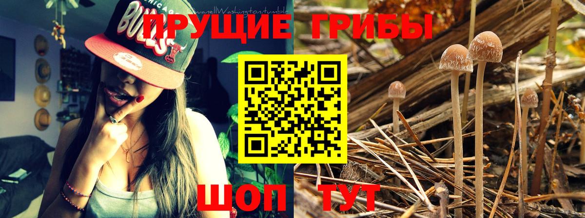 Псилоцибиновые грибы Cubensis Россошь